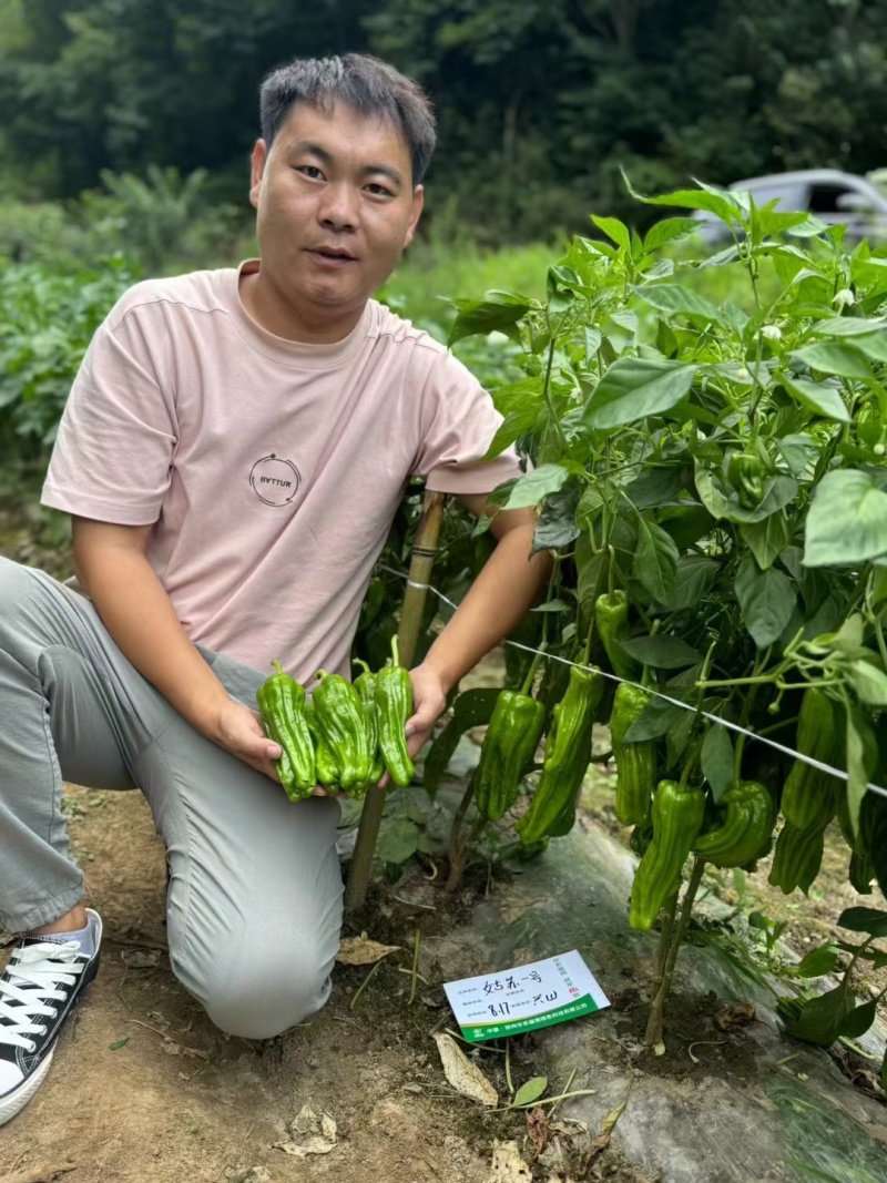 姑苏一号薄皮椒种子早熟大果褶皱苏椒泡椒黄皮耐热薄皮辣椒种