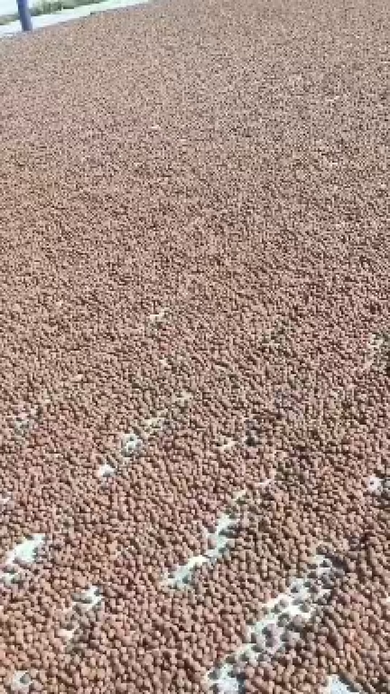 辽宁榛子精品平欧大果榛子一手货源量大从优全国发货