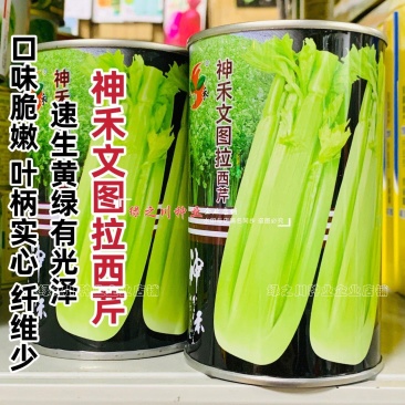 文图拉西芹种子大棵优质高产四季芹菜种籽耐寒抗病强实心芹菜