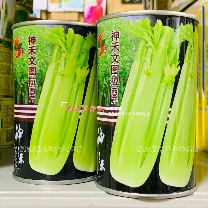 文图拉西芹种子大棵优质高产四季芹菜种籽耐寒抗病强实心芹菜