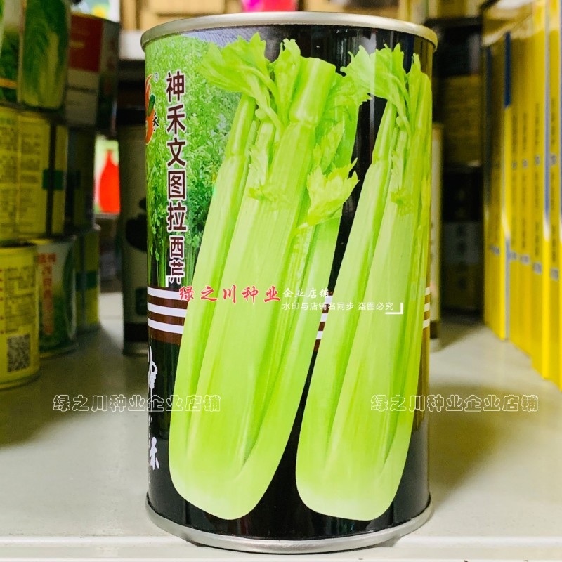 文图拉西芹种子大棵优质高产四季芹菜种籽耐寒抗病强实心芹菜