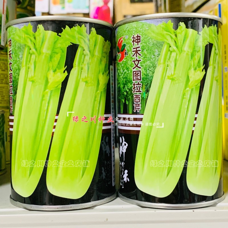 文图拉西芹种子大棵优质高产四季芹菜种籽耐寒抗病强实心芹菜
