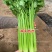 文图拉西芹种子大棵优质高产四季芹菜种籽耐寒抗病强实心芹菜