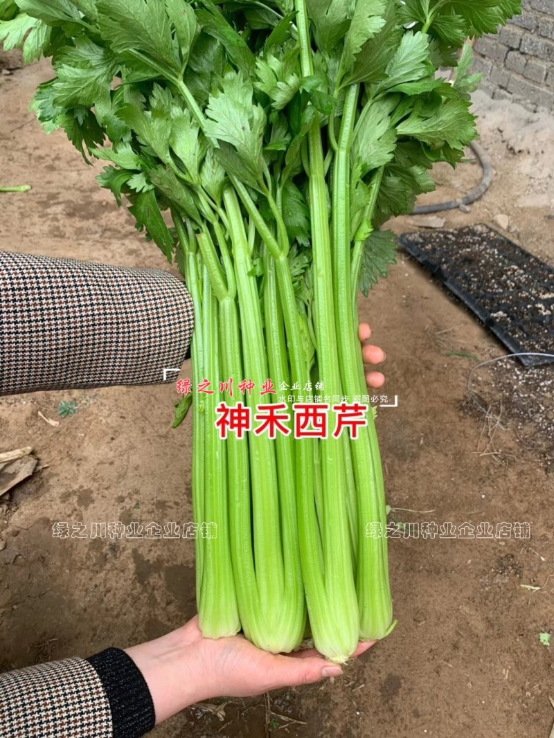 文图拉西芹种子大棵优质高产四季芹菜种籽耐寒抗病强实心芹菜