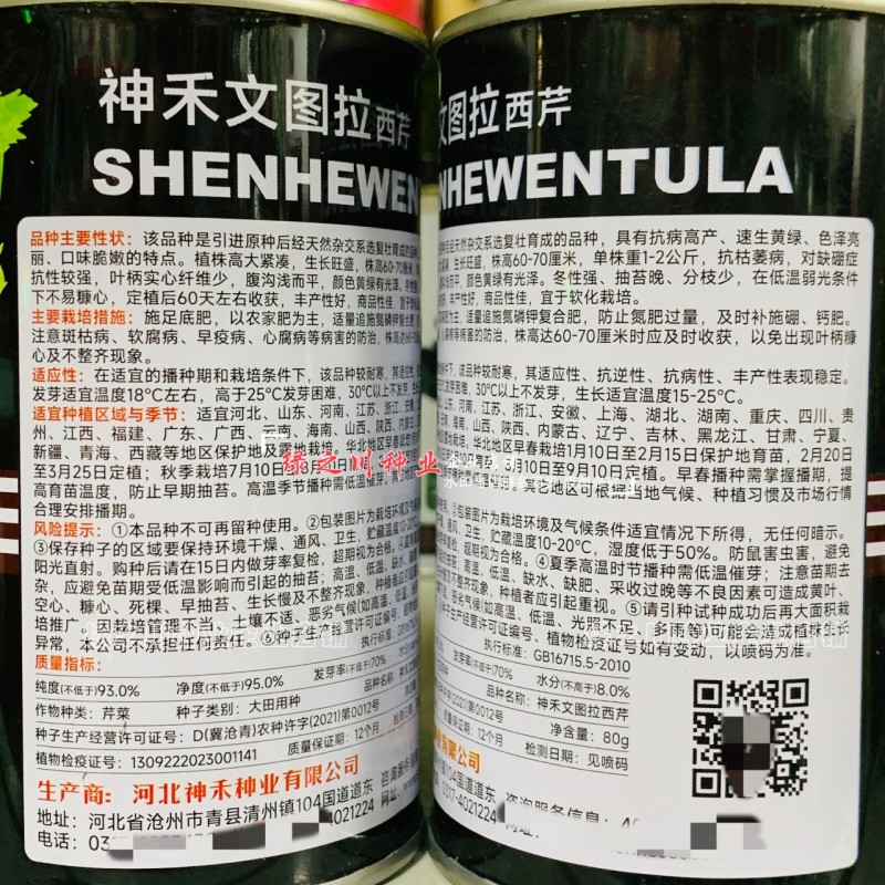 文图拉西芹种子大棵优质高产四季芹菜种籽耐寒抗病强实心芹菜