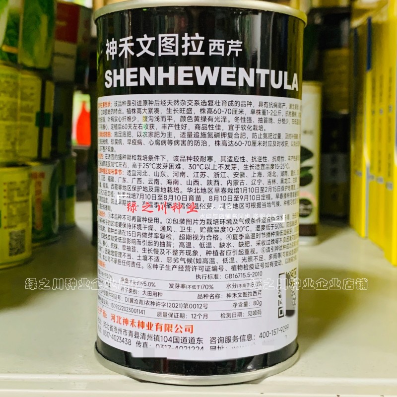 文图拉西芹种子大棵优质高产四季芹菜种籽耐寒抗病强实心芹菜