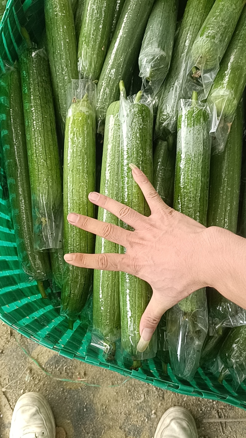 广西油皮丝瓜精品丝瓜一手货源量大从优欢迎联系