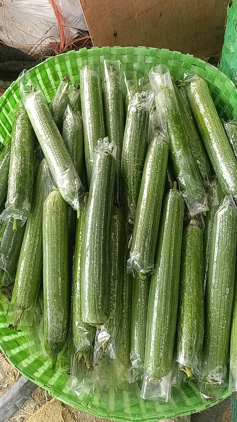 广西油皮丝瓜精品丝瓜一手货源量大从优欢迎联系