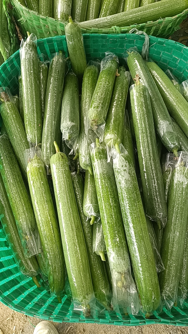 广西油皮丝瓜精品丝瓜一手货源量大从优欢迎联系