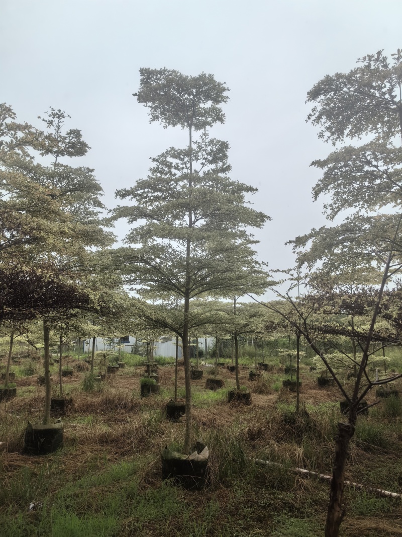 【牛】锦叶榄仁支持视频看货，可发往全国市场！