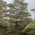 【牛】锦叶榄仁支持视频看货，可发往全国市场！