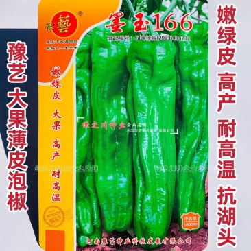 墨玉166辣椒种子大果薄皮泡椒种子抗糊头耐高温耐热浅绿皮