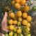黄色口感小番茄苗成活率高圣女果苗技术指导量大从优