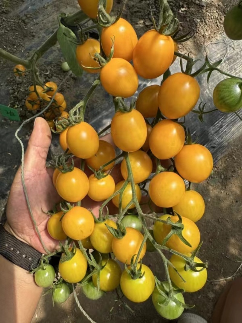 黄色口感小番茄苗成活率高圣女果苗技术指导量大从优