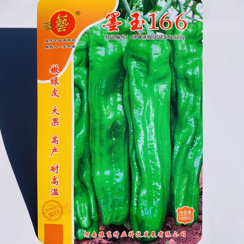 墨玉166辣椒种子大果薄皮泡椒种子抗糊头耐高温耐热浅绿皮
