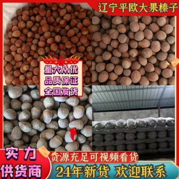新鲜本溪榛子，平欧大果榛子产地直供，营养丰富，口感鲜美，