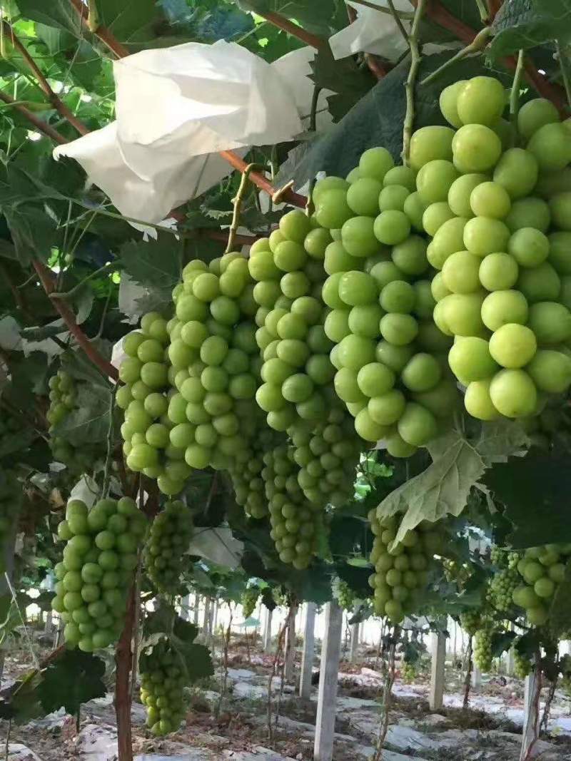 阳光玫瑰葡萄莱西情王葡萄主产区大量冷库货