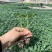 黄色口感小番茄苗成活率高圣女果苗技术指导量大从优