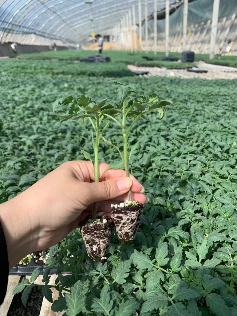 黄色口感小番茄苗成活率高圣女果苗技术指导量大从优
