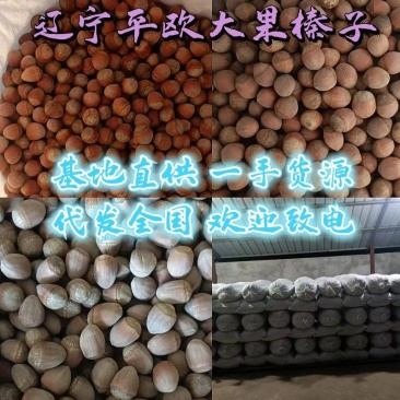 辽宁榛子精品平欧大果榛子一手货源量大从优全国发货
