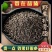 中药材补骨脂破故纸无硫补骨脂故纸破纸子颗粒饱满