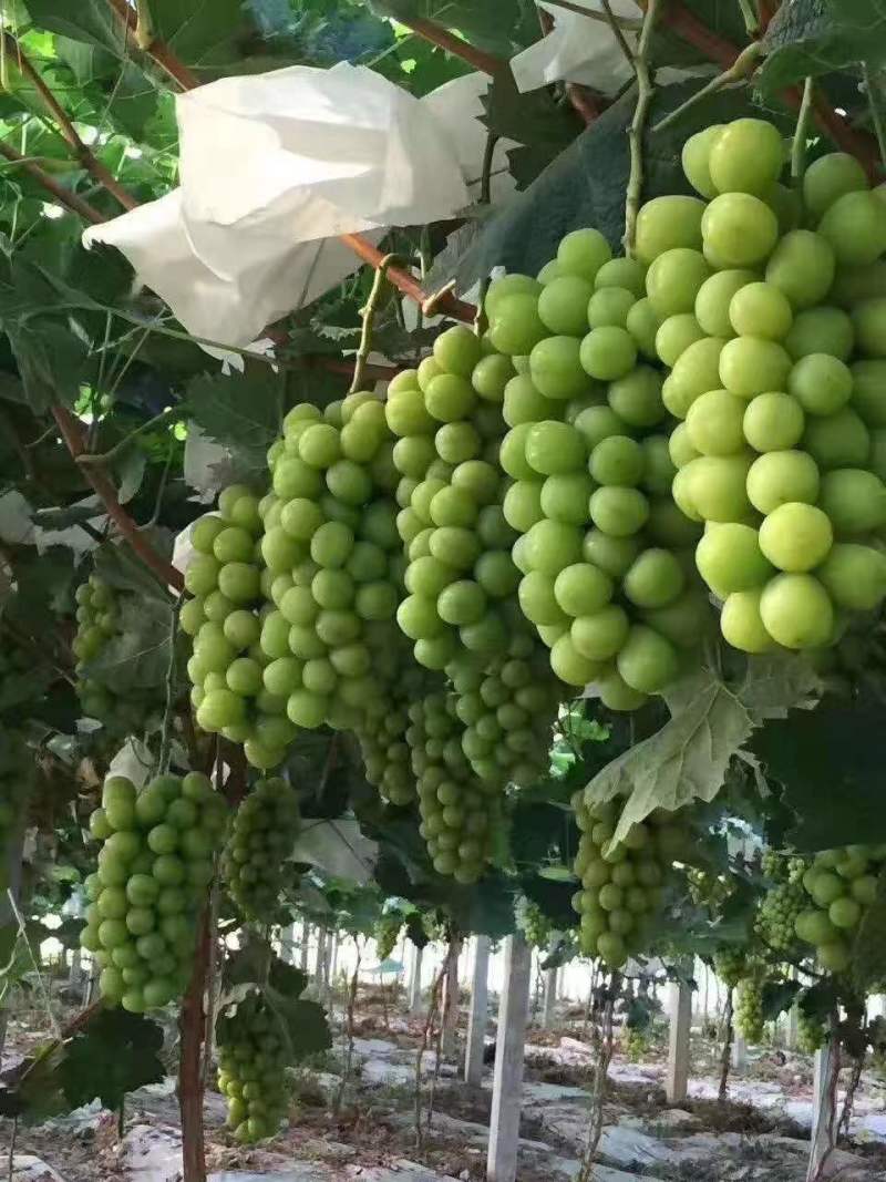阳光玫瑰葡萄大量冷库阳光玫瑰上市看货打价以质论价