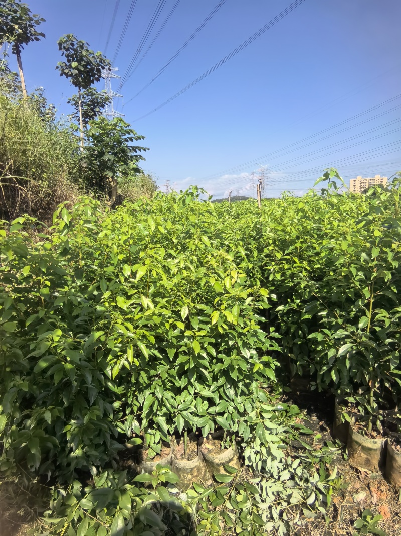 【牛】香樟樟树绿化苗木种苗产地直发各种规格