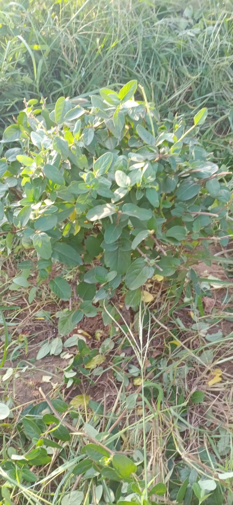 金银花绿化占地树盆景苗木