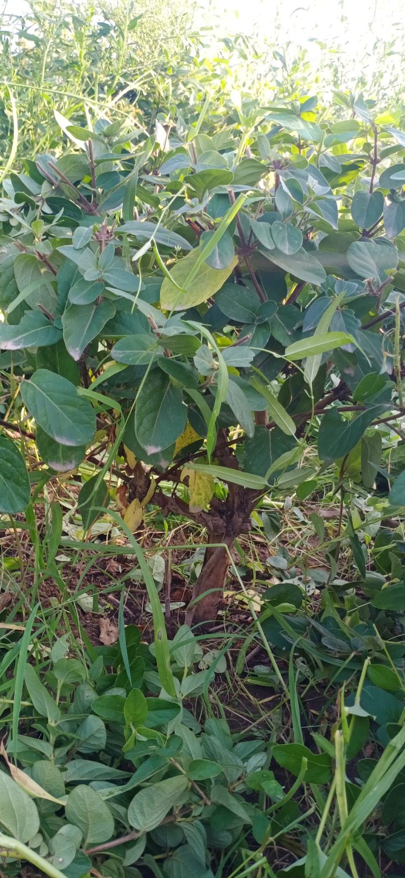 金银花绿化占地树盆景苗木
