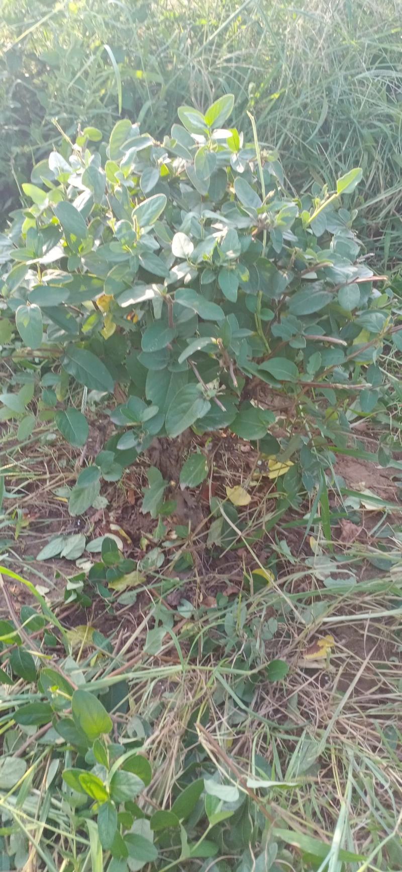 金银花绿化占地树盆景苗木
