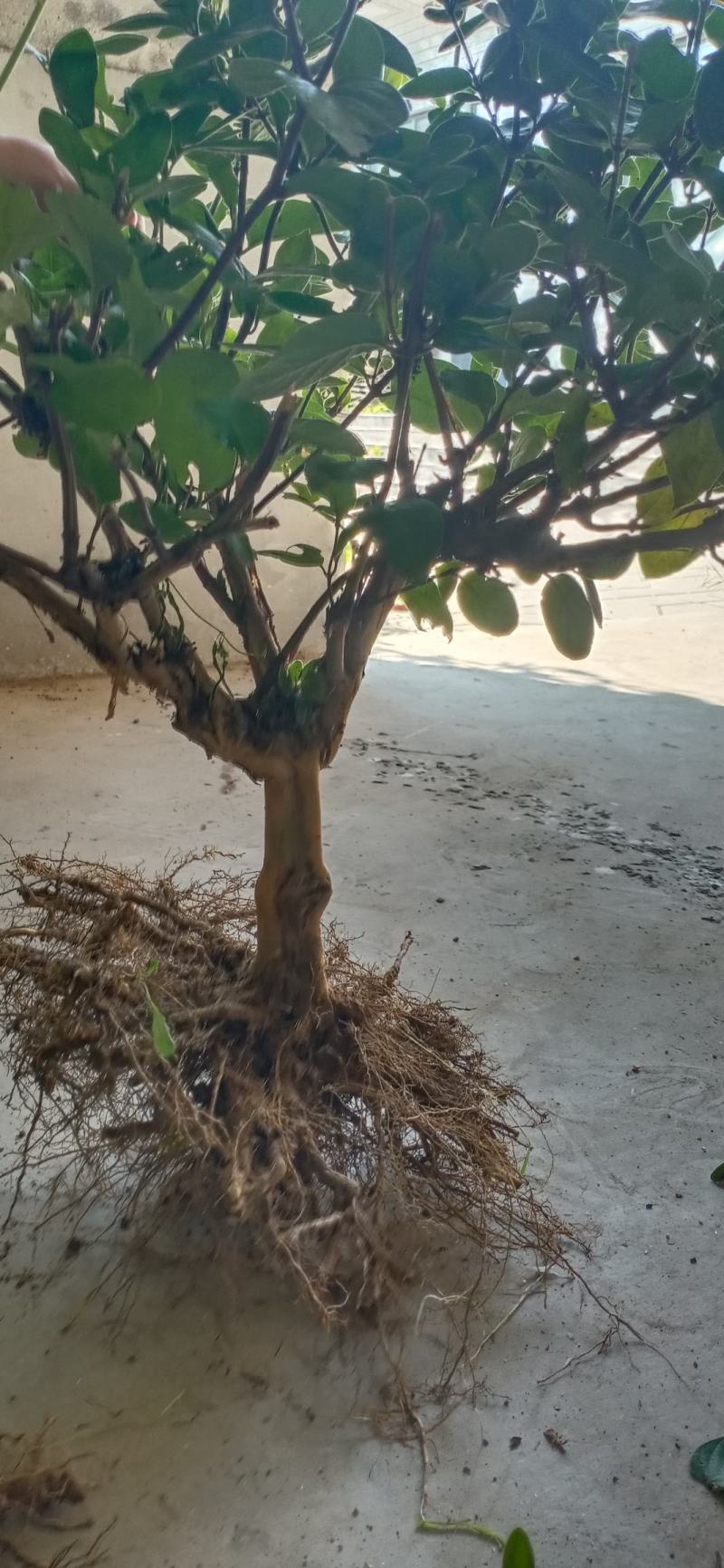 金银花绿化占地树盆景苗木