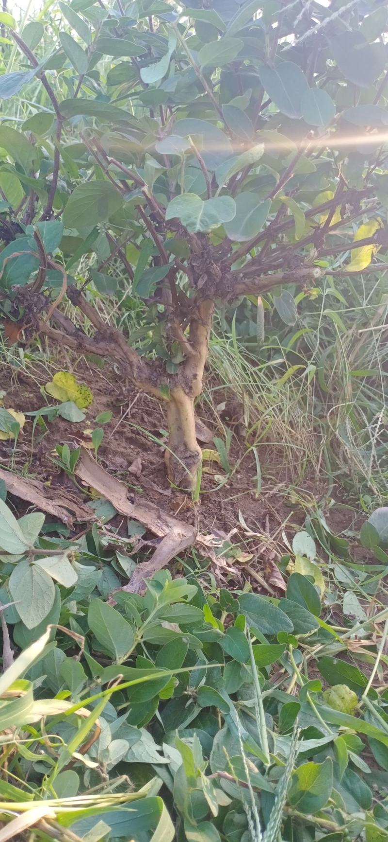 金银花绿化占地树盆景苗木