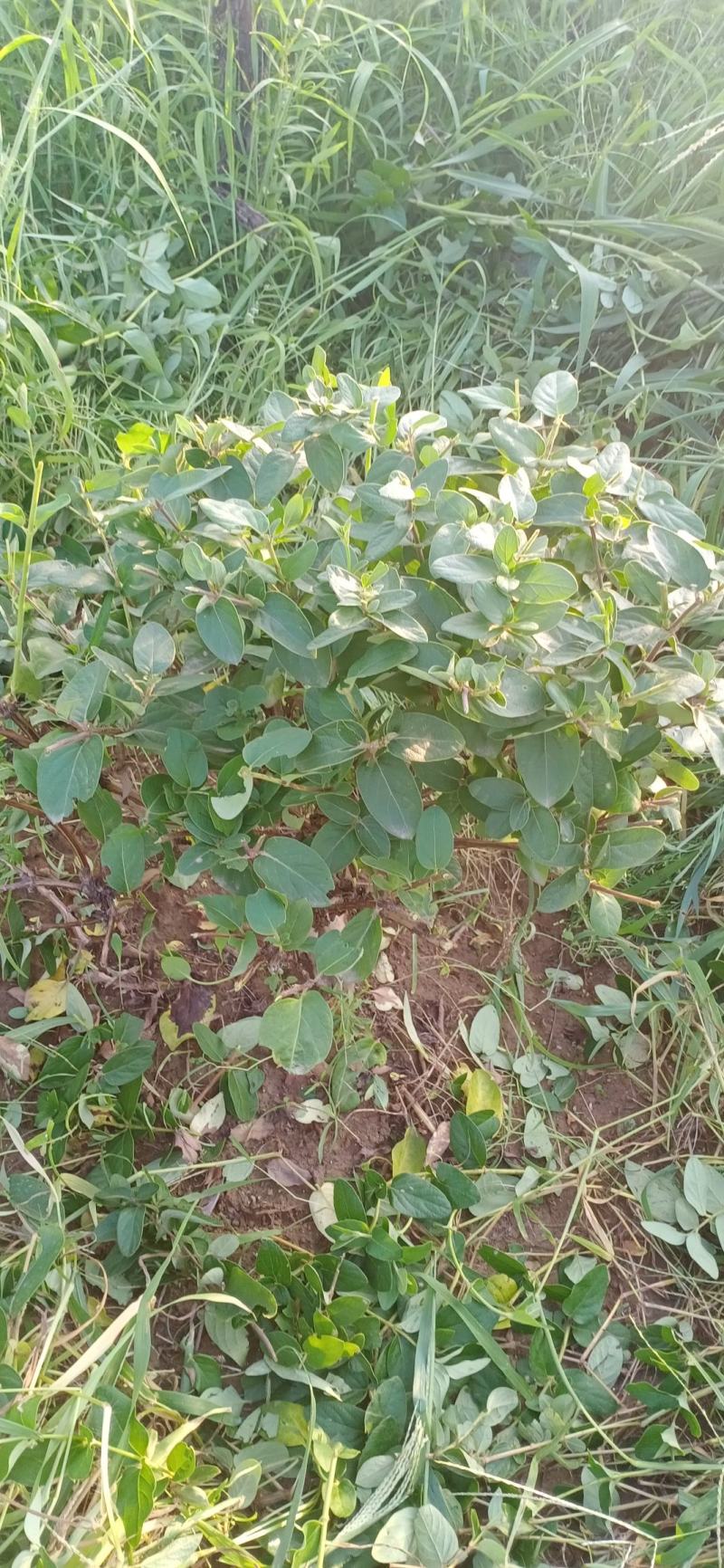 金银花绿化占地树盆景苗木