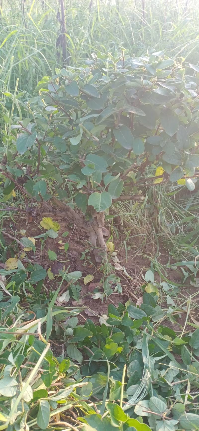 金银花绿化占地树盆景苗木