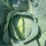 江苏地区京丰一号，奥奇娜大量供应