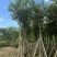 骨架黄花风铃木10～18公分基地直发规格齐全质量优质