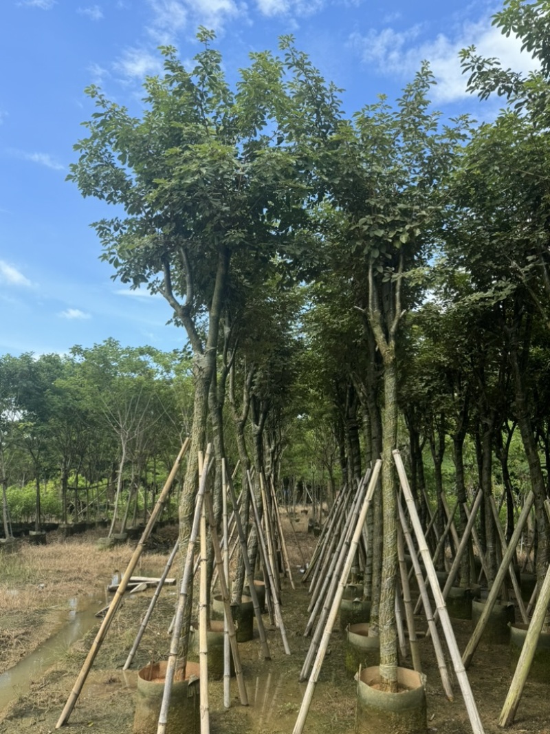 骨架黄花风铃木10～18公分基地直发规格齐全质量优质