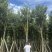 骨架黄花风铃木10～18公分基地直发规格齐全质量优质
