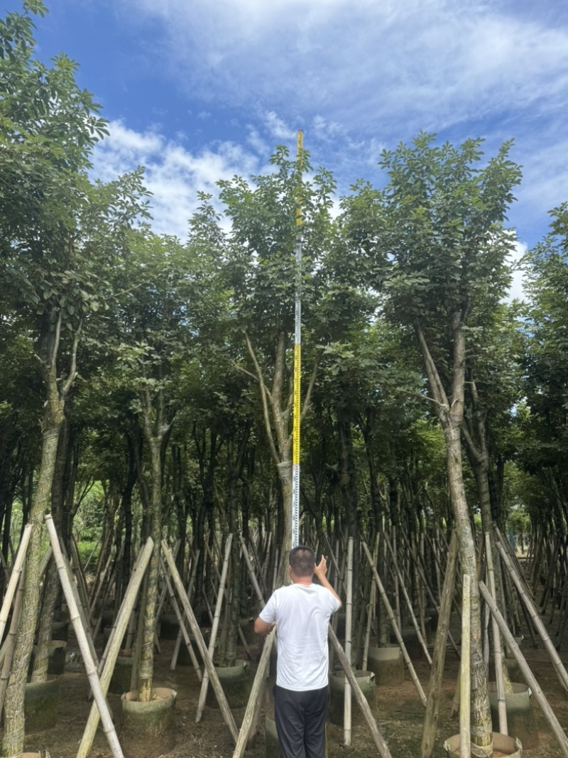 骨架黄花风铃木10～18公分基地直发规格齐全质量优质