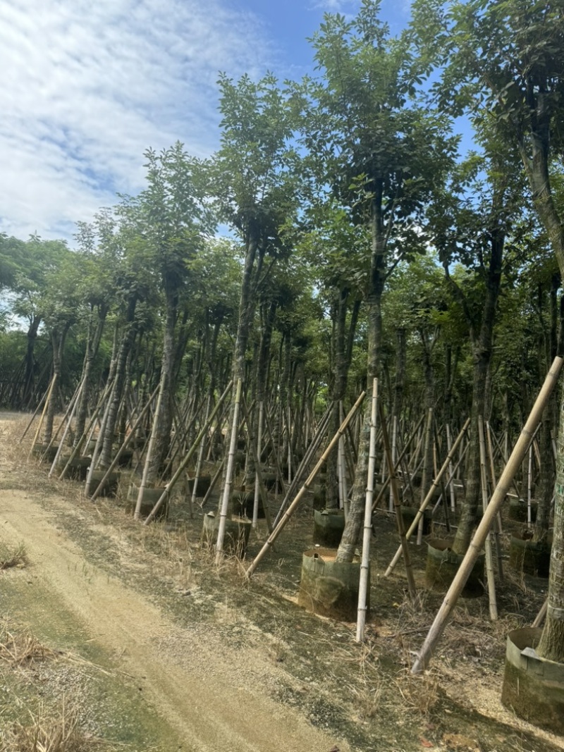 骨架黄花风铃木10～18公分基地直发规格齐全质量优质