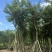 骨架黄花风铃木10～18公分基地直发规格齐全质量优质