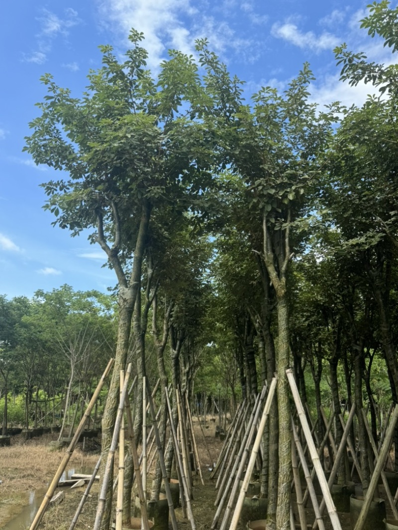 骨架黄花风铃木10～18公分基地直发规格齐全质量优质