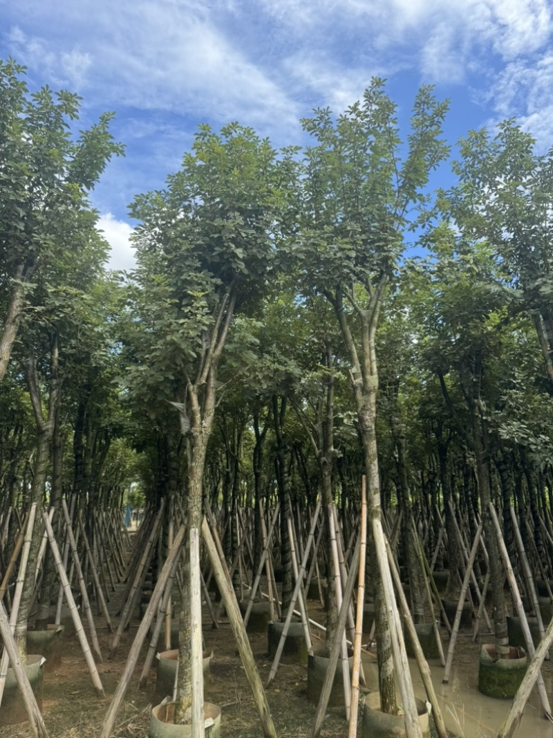 骨架黄花风铃木10～18公分基地直发规格齐全质量优质