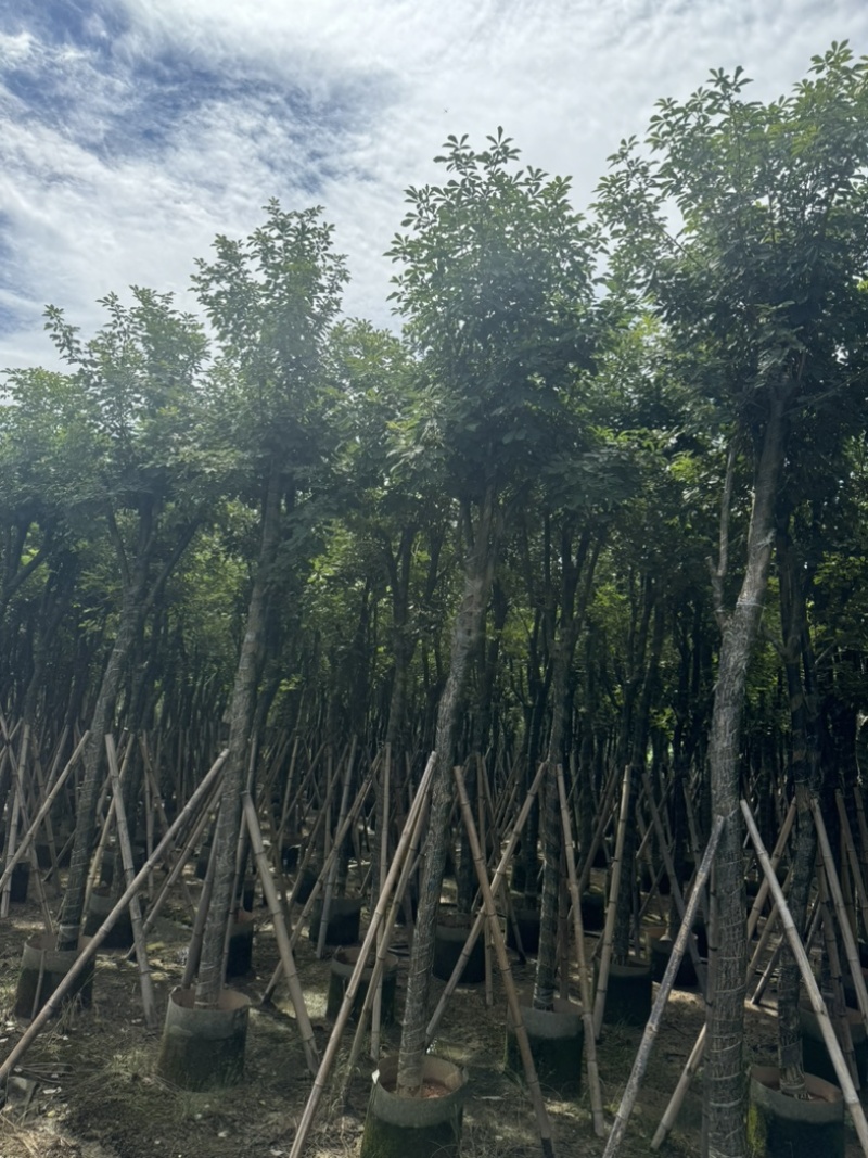 骨架黄花风铃木10～18公分基地直发规格齐全质量优质