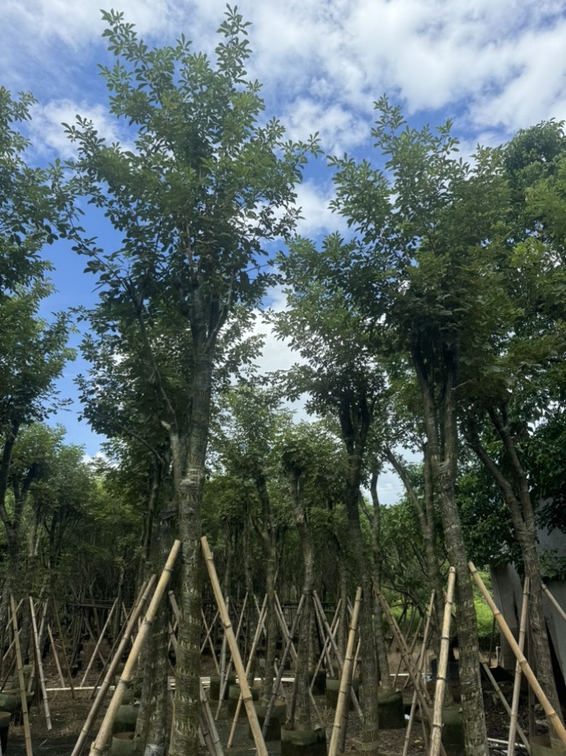 骨架黄花风铃木10～18公分基地直发规格齐全质量优质
