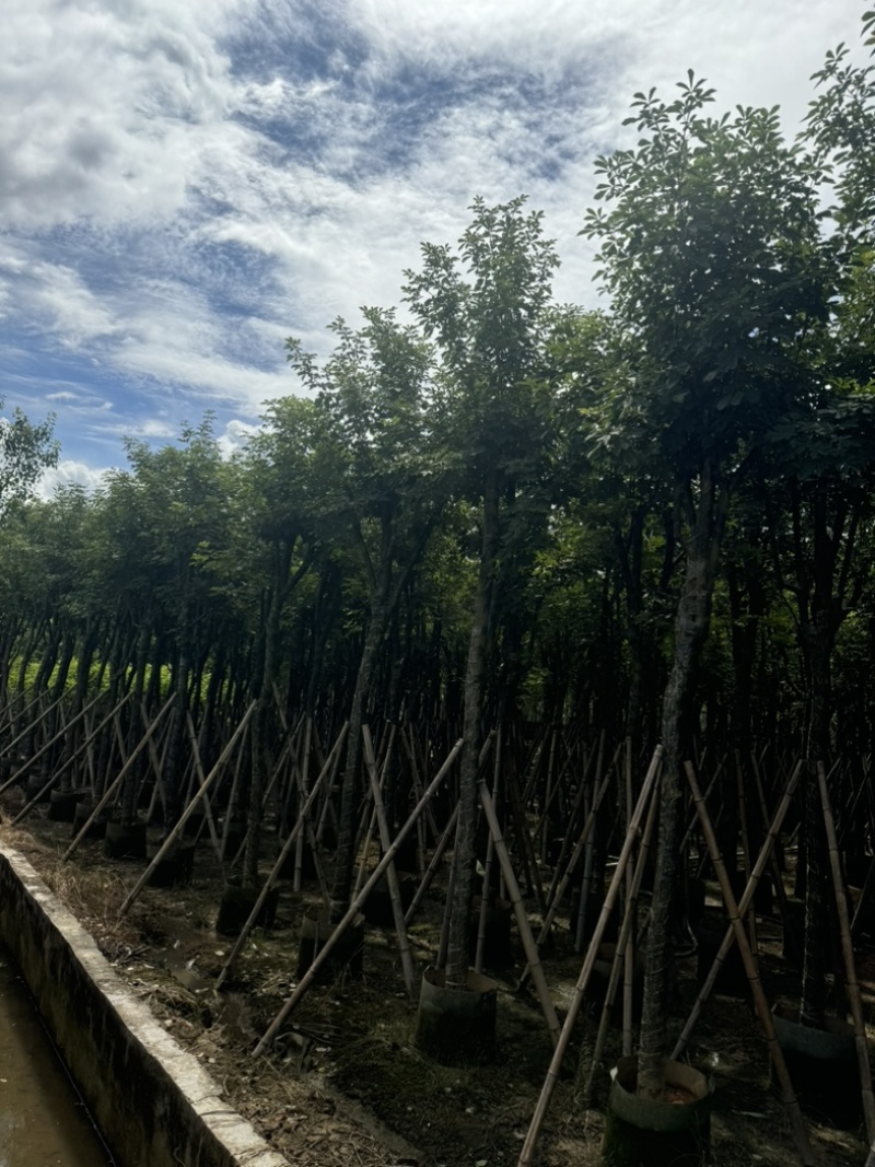 骨架黄花风铃木10～18公分基地直发规格齐全质量优质