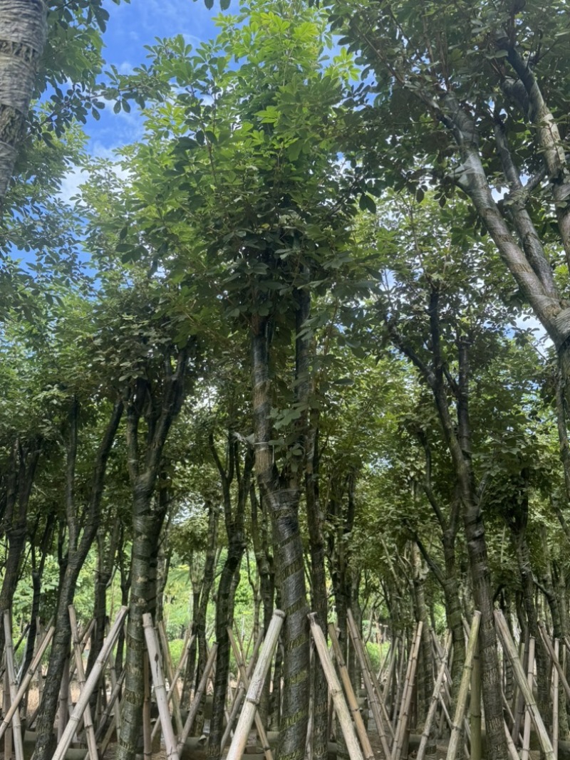 骨架黄花风铃木10～18公分基地直发规格齐全质量优质