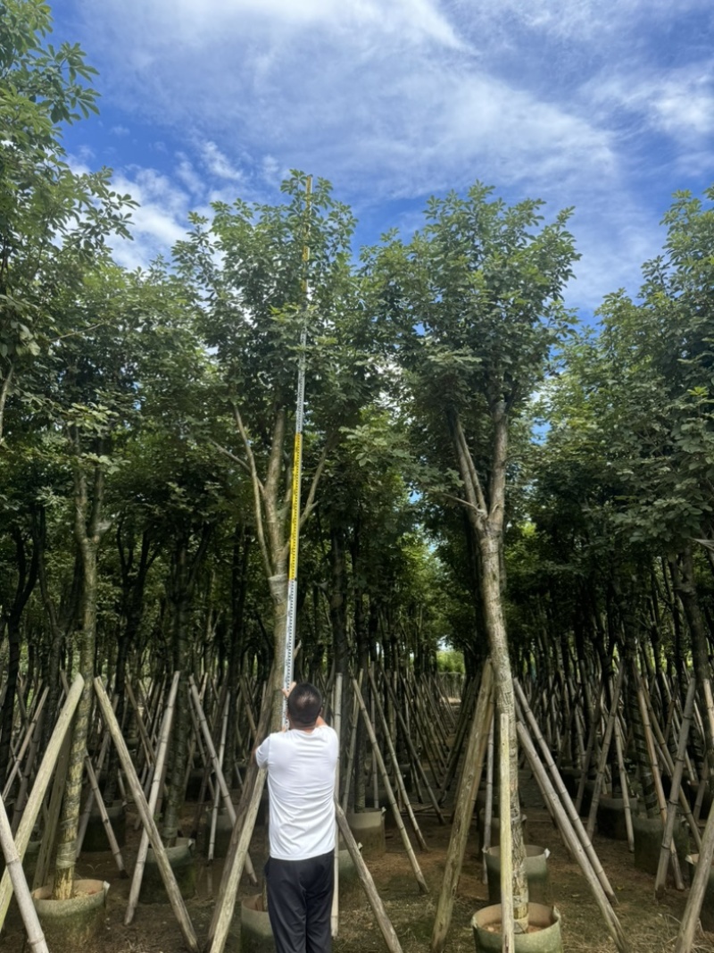 骨架黄花风铃木10～18公分基地直发规格齐全质量优质