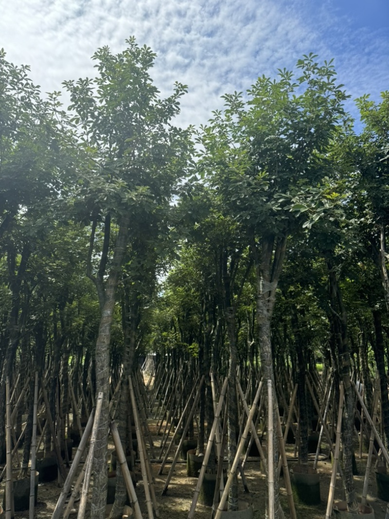 骨架黄花风铃木10～18公分基地直发规格齐全质量优质