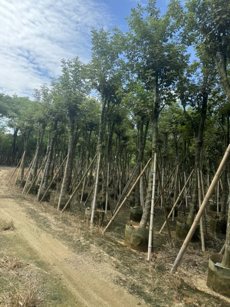 骨架黄花风铃木10～18公分基地直发规格齐全质量优质
